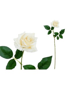 VARA ROSITA CLASIC (S)- 64CM (BEIG)
