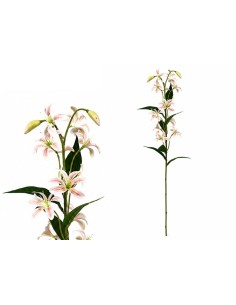 VARA LILIES R/T X 12-74 CM (TE)